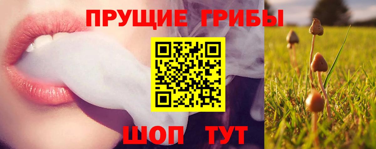 Галлюциногенные грибы Psilocybe Краснознаменск